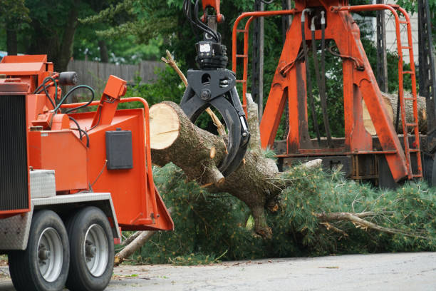 Best Residential Tree Removal  in Pioneer, CA